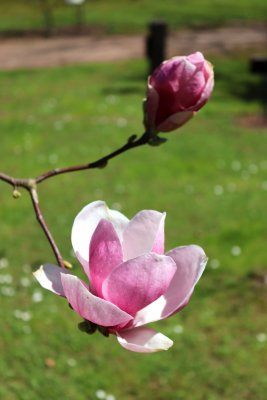 Magnolia x soulangeana 'Lennei' - magnolie, šácholan soulangeanův - květy